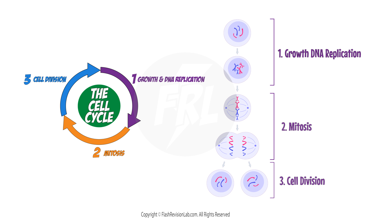 Cell Cycle